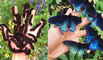 Picture This Biologist Repopulated the Rare Butterfly Species Called California Pipevine Swallowtail in His Backyard