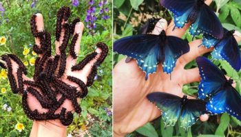 Picture This Biologist Repopulated the Rare Butterfly Species Called California Pipevine Swallowtail in His Backyard