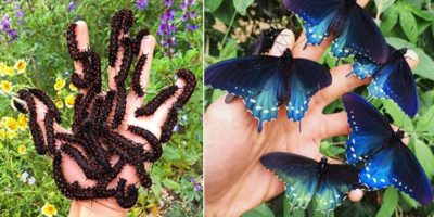 Picture This Biologist Repopulated the Rare Butterfly Species Called California Pipevine Swallowtail in His Backyard