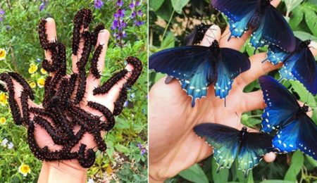 Picture This Biologist Repopulated the Rare Butterfly Species Called California Pipevine Swallowtail in His Backyard