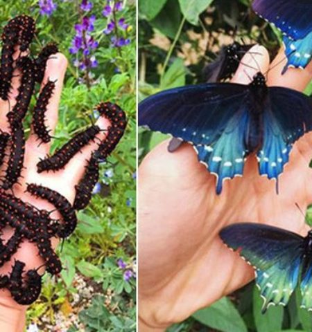 Picture This Biologist Repopulated the Rare Butterfly Species Called California Pipevine Swallowtail in His Backyard