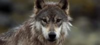Picture Sea Wolves, a Rare Subspecies of Gray Wolf, Only Eat Seafood and Live off the Ocean. They Can also Swim for Hours.