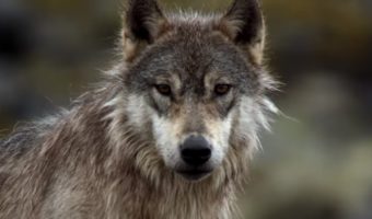 Picture Sea Wolves, a Rare Subspecies of Gray Wolf, Only Eat Seafood and Live off the Ocean. They Can also Swim for Hours.