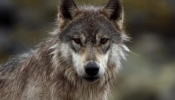 Picture Sea Wolves, a Rare Subspecies of Gray Wolf, Only Eat Seafood and Live off the Ocean. They Can also Swim for Hours.