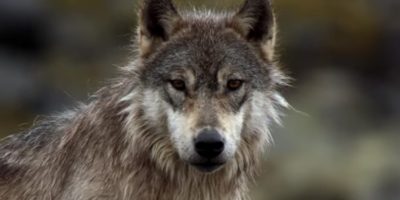 Picture Sea Wolves, a Rare Subspecies of Gray Wolf, Only Eat Seafood and Live off the Ocean. They Can also Swim for Hours.