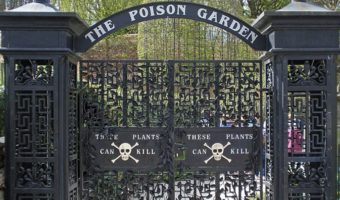 Picture England’s Poison Garden, the Deadliest Garden in the World, Contains Around 100 Species of Poisonous and Intoxicating Plants