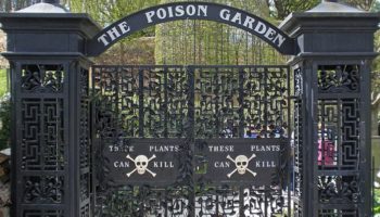 Picture England’s Poison Garden, the Deadliest Garden in the World, Contains Around 100 Species of Poisonous and Intoxicating Plants