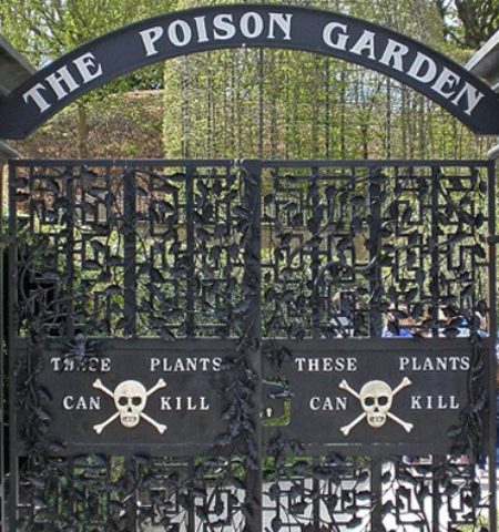Picture England’s Poison Garden, the Deadliest Garden in the World, Contains Around 100 Species of Poisonous and Intoxicating Plants