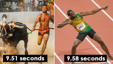 Buffalo racers from india are being compared to usain bolt
