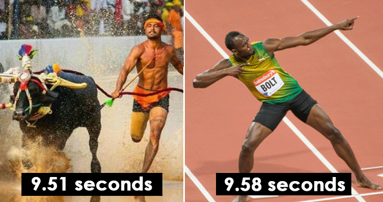 Buffalo racers from india are being compared to usain bolt