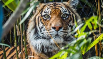 Picture This Indian Couple Has Bought Acres of Land Near a Tiger Reserve Just to Let the Forest Grow Back and Expand