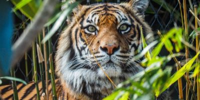 Picture This Indian Couple Has Bought Acres of Land Near a Tiger Reserve Just to Let the Forest Grow Back and Expand