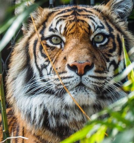 Picture This Indian Couple Has Bought Acres of Land Near a Tiger Reserve Just to Let the Forest Grow Back and Expand