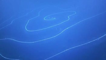 Picture Scientists Have Discovered a Strange Spiraling Creature in Australian Waters, and It May Be the Longest Animal in the World