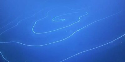 Picture Scientists Have Discovered a Strange Spiraling Creature in Australian Waters, and It May Be the Longest Animal in the World