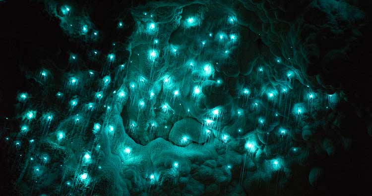Bioluminescent Fungus Glowworm