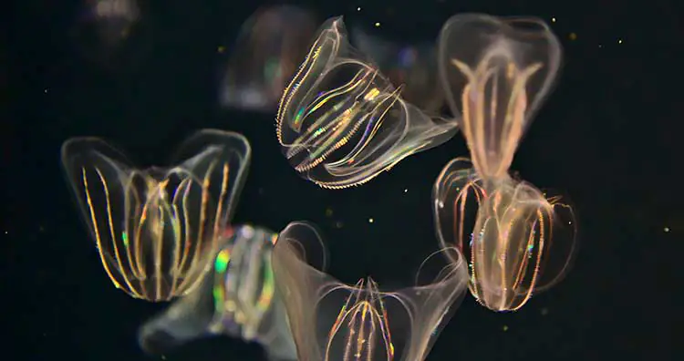 6 Bioluminescent Organisms