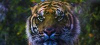 Picture 12 Incredible Facts About Tigers