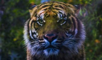 Picture 12 Incredible Facts About Tigers