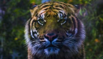 Picture 12 Incredible Facts About Tigers