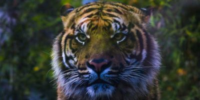 Picture 12 Incredible Facts About Tigers