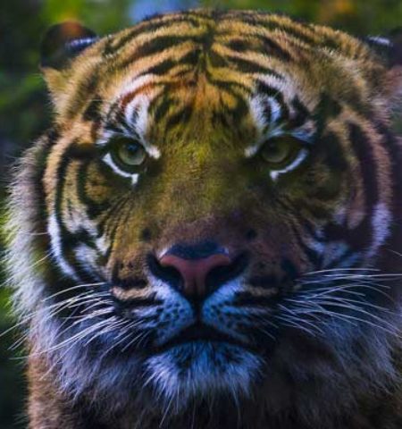 Picture 12 Incredible Facts About Tigers