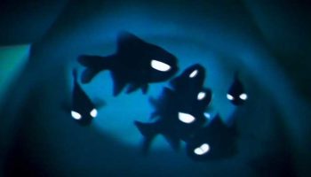 Picture 6 Bioluminescent Organisms that Almost Look Unreal