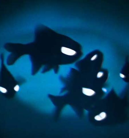 Picture 6 Bioluminescent Organisms that Almost Look Unreal