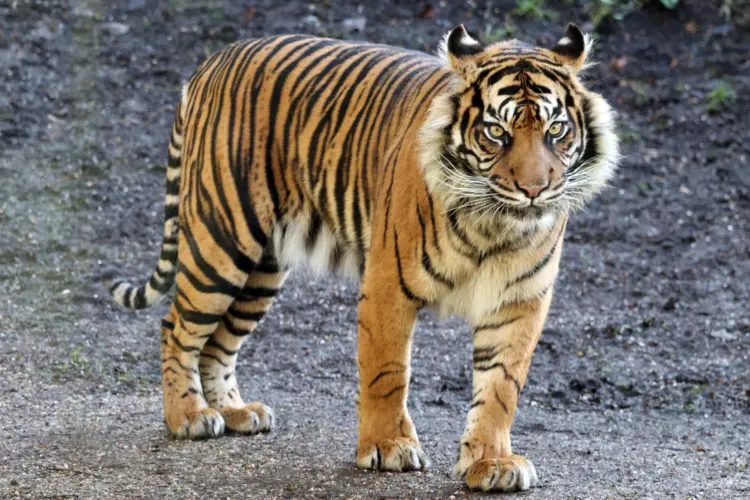 Tigers striped skin
