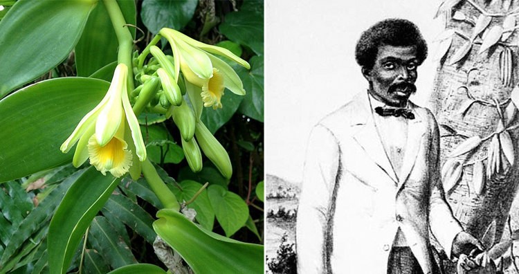 Vanilla planifolia Flower and Edmond Albius