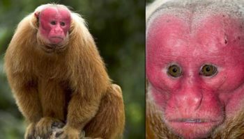 Picture 12 Amazing Animals You Did Not Know Share the Planet with Us