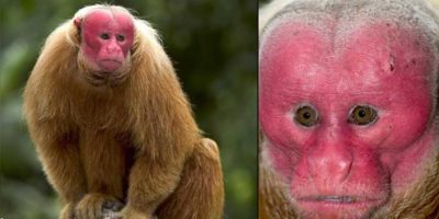 Picture 12 Amazing Animals You Did Not Know Share the Planet with Us