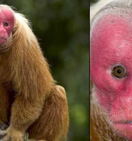 Picture 12 Amazing Animals You Did Not Know Share the Planet with Us