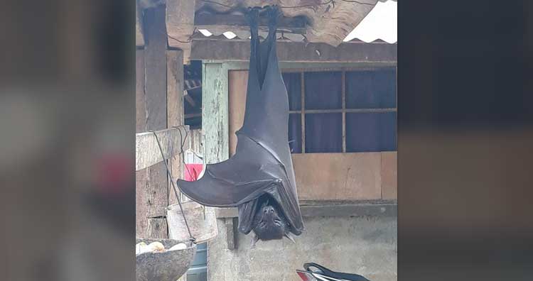 Flying fox bat in backyard