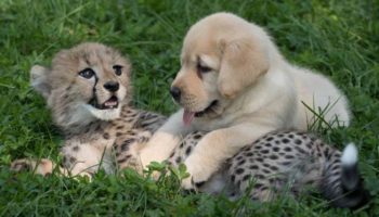 Picture 10 Very Comforting Facts in These Testing Times