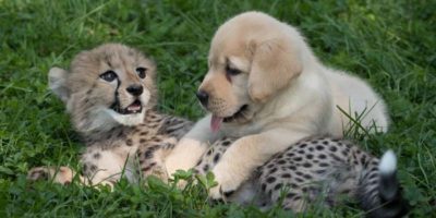 Picture 10 Very Comforting Facts in These Testing Times