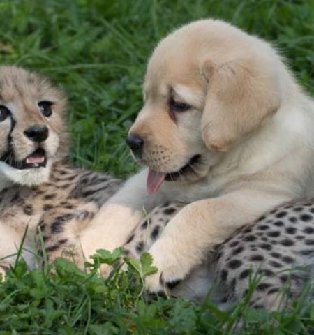 Picture 10 Very Comforting Facts in These Testing Times