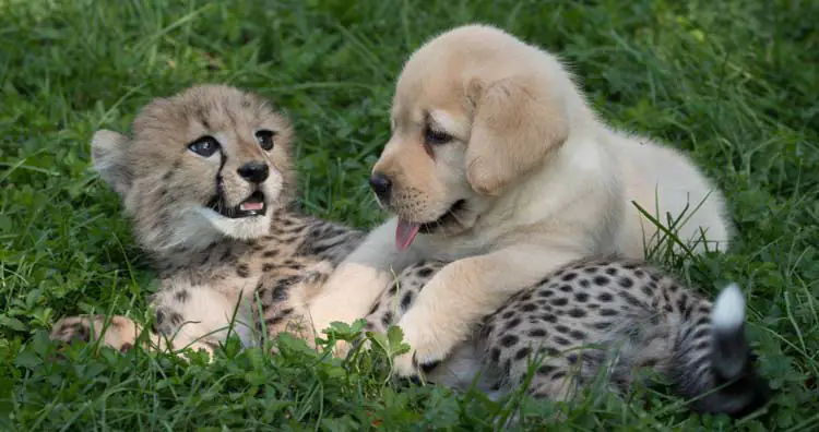 Cheetah and Dog