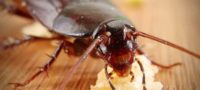 Picture Cockroach Milk Likely to Be the Next Big Sensation in the Superfood Category