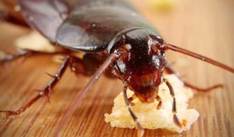 Picture Cockroach Milk Likely to Be the Next Big Sensation in the Superfood Category