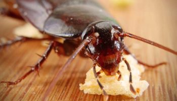 Picture Cockroach Milk Likely to Be the Next Big Sensation in the Superfood Category