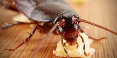 Picture Cockroach Milk Likely to Be the Next Big Sensation in the Superfood Category