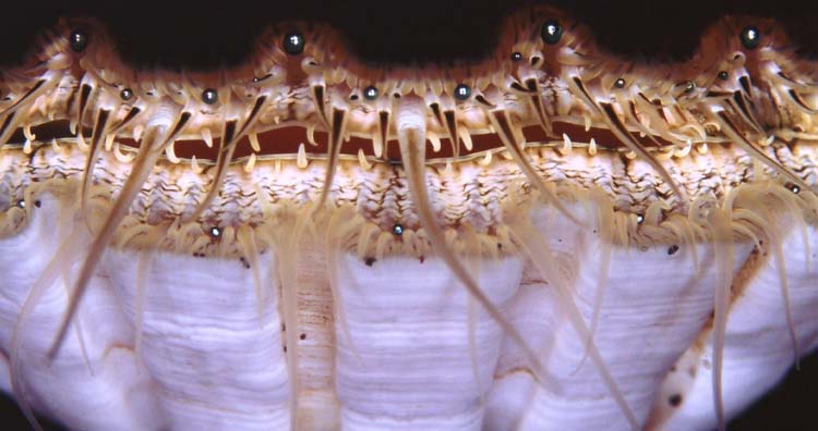 Scallop have eyes