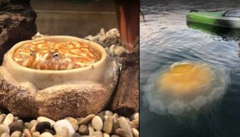 Picture 18 Forbidden Snacks That Will Trick You into Thinking They are Delicious