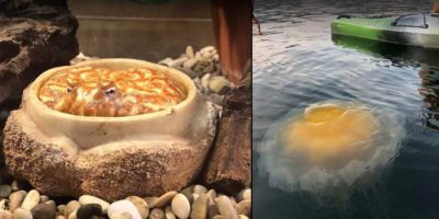 Picture 18 Forbidden Snacks That Will Trick You into Thinking They are Delicious