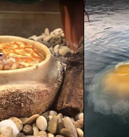 Picture 18 Forbidden Snacks That Will Trick You into Thinking They are Delicious