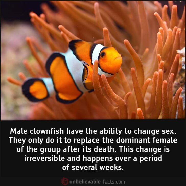 clownfish Unbelievable Facts