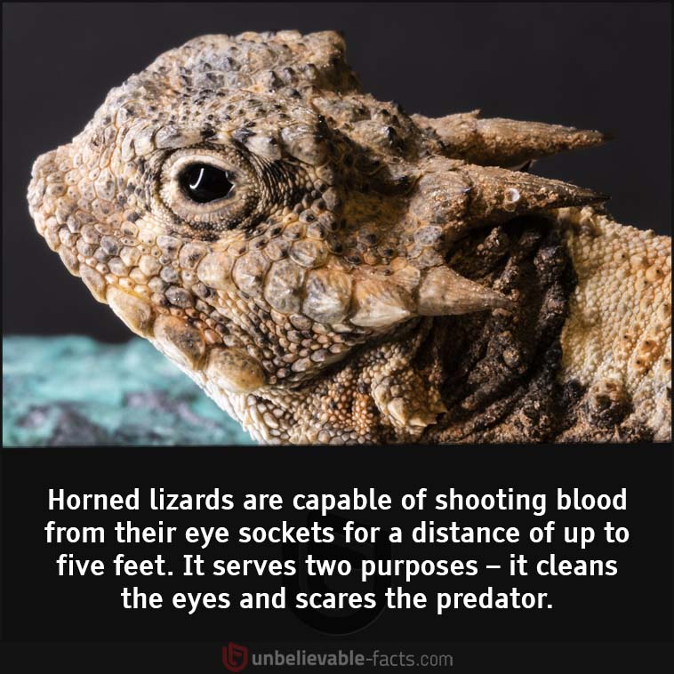 Horned lizards 