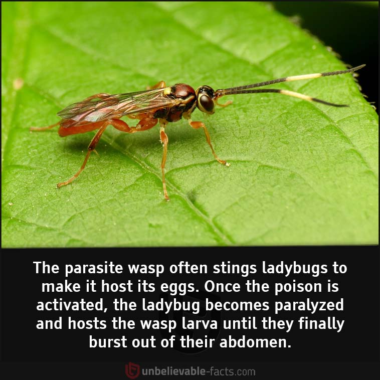 The parasite wasp poisons ladybugs