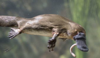 Picture 12 Bizarre Facts About Animals That Will Leave You Amazed